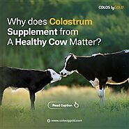iframely: Why does dairy colostrum supplement from a healthy cow matter?