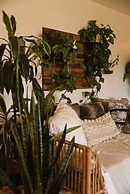 Green Oasis with Indoor Plants