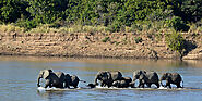 Walking Safari in South Luangwa National Park