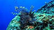 Lionfish