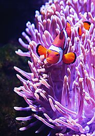 Sea anemones and corals