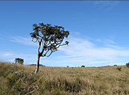 Horton Plains