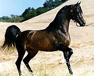Arabian horses
