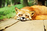 The Sweet Sleeping Fox on Pixabay