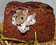 4 Tiny Mice on Pixabay