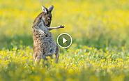 You can't look at these photos and not laugh / Kangaroo Guitarist won the 2023 Humorous Wildlife Photography Award | ...
