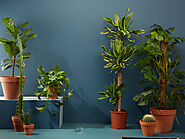 Buy indoor plants in Dubai, UAE