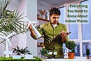 Everything You Need to Know About Indoor Plants - helloshoponline