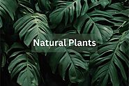 The Wonders of Natural Plants: Green Beauties in our World - Hello shop online