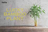 A Guide to Lucky Bamboo: Growing and Caring for Your Plant - Hello shop online