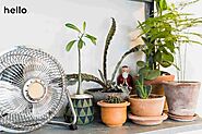 The Power of Air Purifying Indoor Plants - Hello shop online