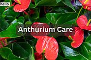 Anthurium Plant Care: A Comprehensive Guide - Hello shop online