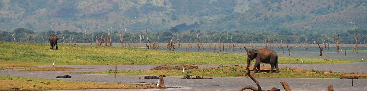 Sri Lanka: Unveiling Unique Travel Experiences Beyond The Ordinary Sri Lanka: Unveiling Unique Travel Experiences Beyond The Ordinary