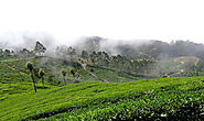 Tea Tour Sri Lanka