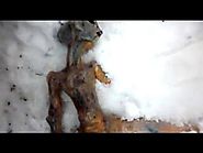 Alien Body Found in Siberia