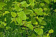 Japanese Knotweed On Your Property | Green Leaf Remediation