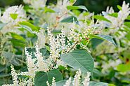 What Is The Invasive Bohemian Knotweed? | Green Leaf Remediation