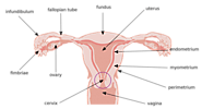 Understanding Uterus Disorders Symptoms: Recognizing Symptoms