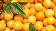 Mirabelle Plum Market 2024-2032