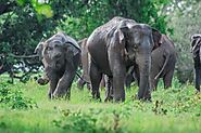 Majestic Elephants