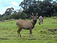 Graceful Stags