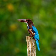 Kingfisher Birds
