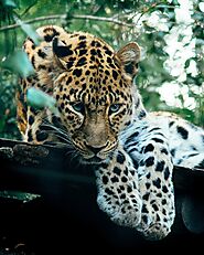 Elusive Leopards