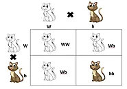 Punnett Square Calculator for Monohybrid, Dihybrid and Multihybrid Crosses