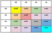 punnett square