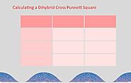 Calculating a Dihybrid Cross with Punnett Squares