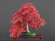 Bonsai seasons: Spectacular Fall colors