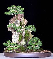 The Ancient Art of Bonsai: Bonsai Care: What to consider when looking after your plants.