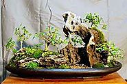 The Chicago Botanic Garden’s bonsai collection is regarded by bonsai experts as one of the best public collections in...