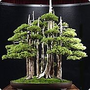 Top 10: Greatest Bonsai Trees.