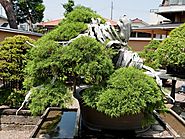 Top 5: Oldest Bonsai Trees