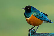 The Superb Starling