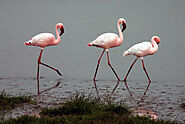  Lesser Flamingo