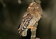 Sokoke Scops Owl