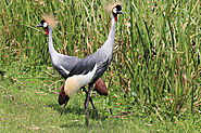 The Grey-crowned Crane