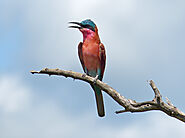 The Carmine Bee-eater