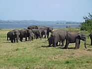 Safari in Minneriya National Park