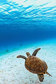 Green turtles