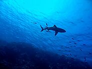 Reef sharks