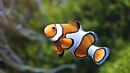 Clownfish