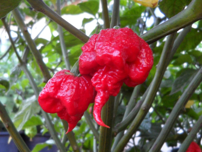 Top 10 Spiciest Chillies In The World 