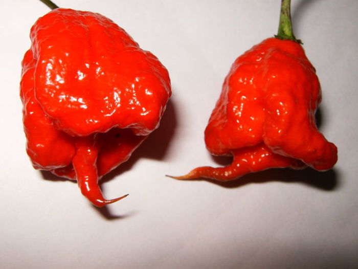 top-10-spiciest-chillies-in-the-world-a-listly-list