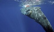 Whale entanglements skyrocket off the U.S. West Coast