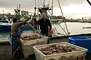 California Dungeness crab industry bounces back with strong season