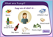 What are Fungi?