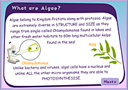 What are Algae?